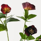 Hellebore Spray Wine 74cm