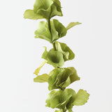 Bell of Ireland Green 96cm