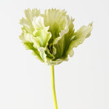 Parrot Tulip Green White 70cm
