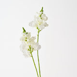 Snapdragon Spray White 80cm