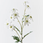 Flannel Flower Spray White 72cm - Pure Apotheca