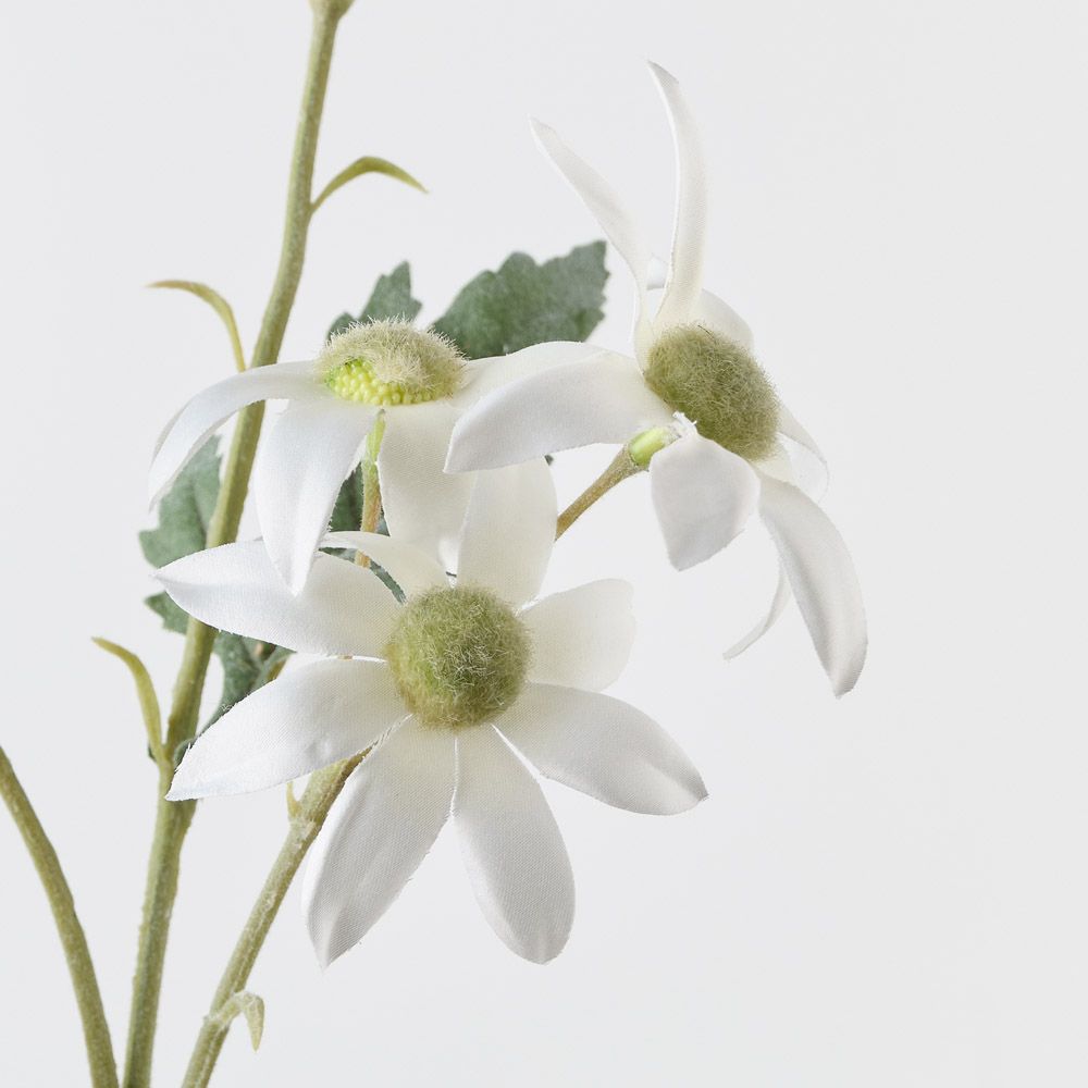 Flannel Flower Spray White 72cm - Pure Apotheca