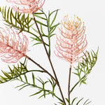 Grevillea Spray Light Pink 84cm - Pure Apotheca