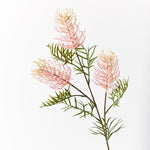 Grevillea Spray Light Pink 84cm - Pure Apotheca