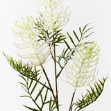 Grevillea Spray White 84cm - Pure Apotheca