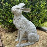 Handsome Hare with Ears Back - Pure Apotheca