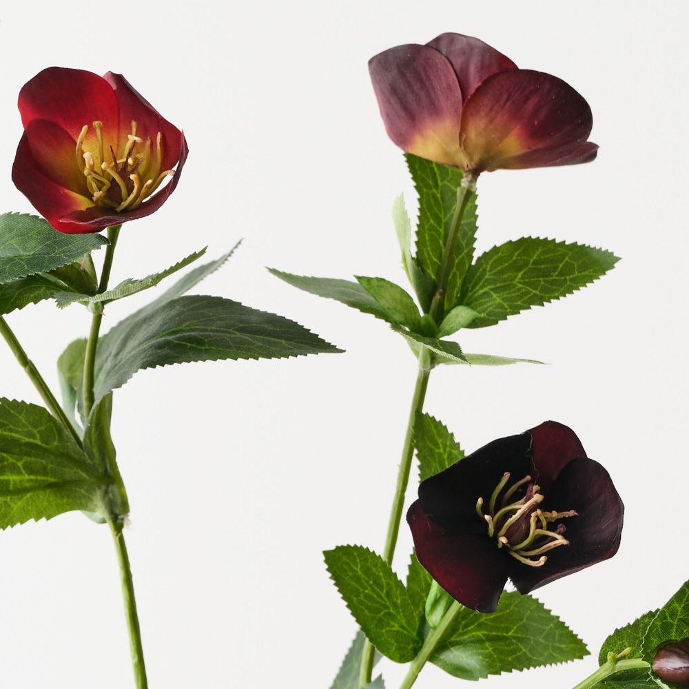 Hellebore Spray Wine 74cm - Pure Apotheca