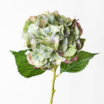 Hydrangea Green Burgundy 52cm - Pure Apotheca