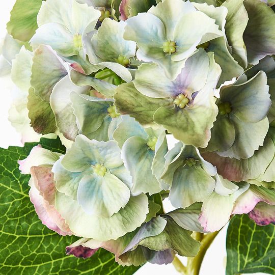 Hydrangea Green Burgundy 52cm - Pure Apotheca
