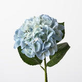 Hydrangea Light Blue 60cm - Pure Apotheca