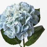 Hydrangea Light Blue 60cm - Pure Apotheca