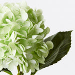 Hydrangea Light Green 49cm - Pure Apotheca