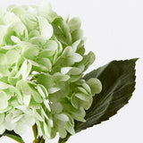 Hydrangea Light Green 49cm - Pure Apotheca