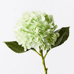Hydrangea Light Green 49cm - Pure Apotheca