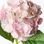 Hydrangea Light Pink 52cm - Pure Apotheca