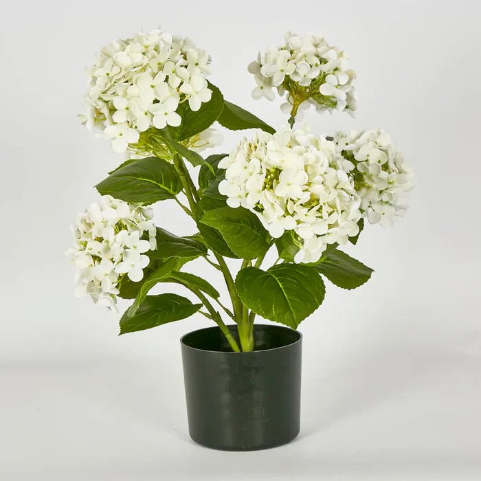 Hydrangea Potted Plant 53cm White - Pure Apotheca