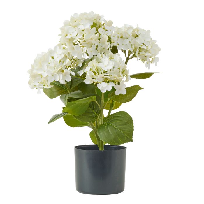 Hydrangea Potted Plant 53cm White - Pure Apotheca