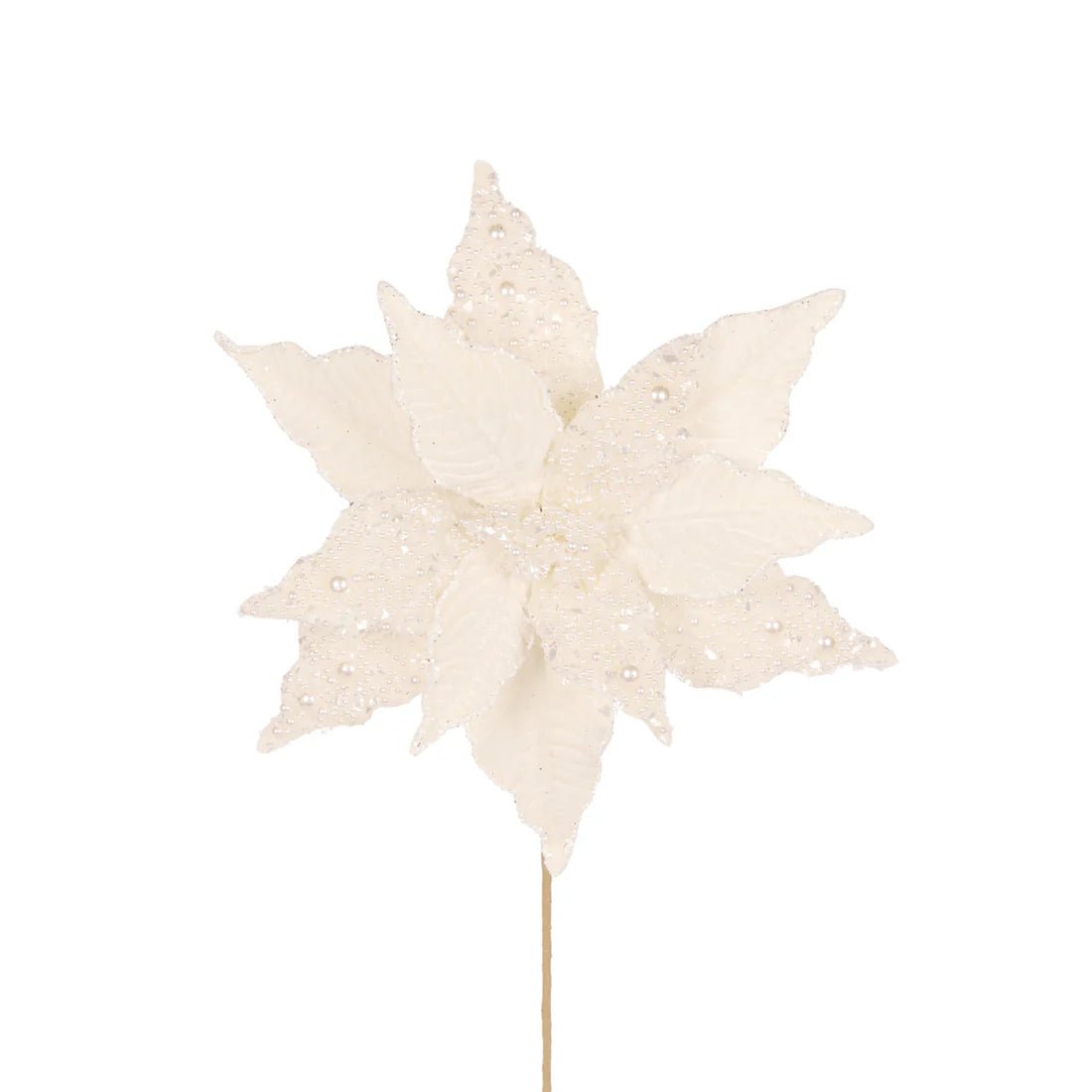 IVORY PEARL POINSETTIA - Pure Apotheca