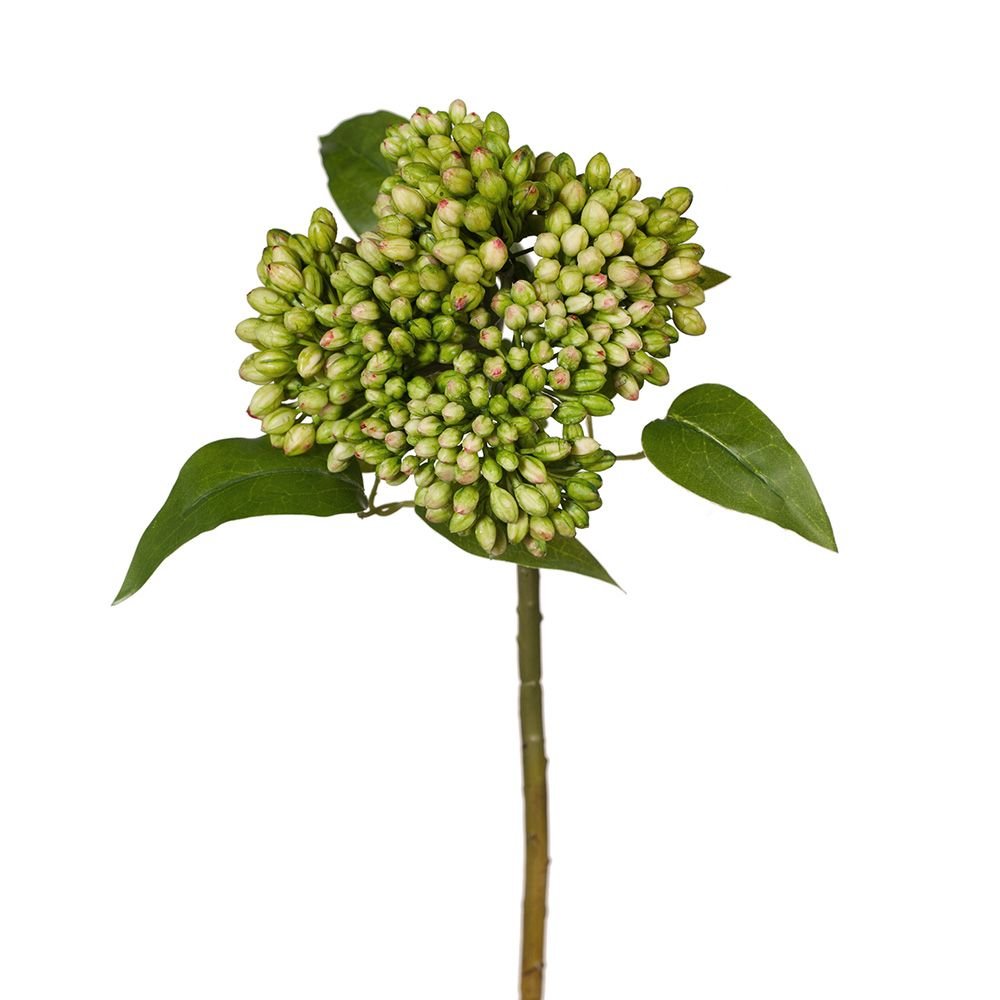 Kalanchoe Buds Green 43cm - Pure Apotheca