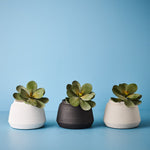 Kalanchoe Flapjack Grey Green 17cm - Pure Apotheca