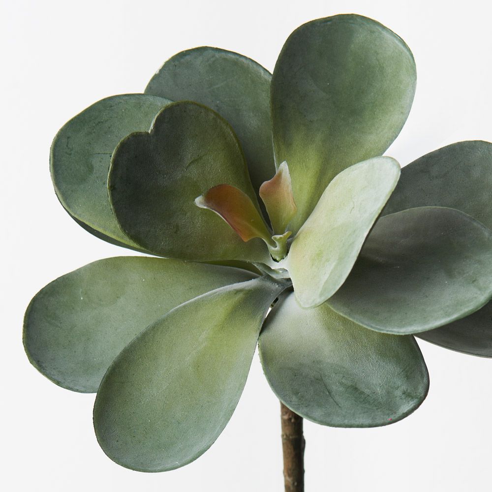 Kalanchoe Flapjack Grey Green 17cm - Pure Apotheca