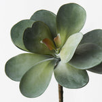 Kalanchoe Flapjack Grey Green 17cm - Pure Apotheca