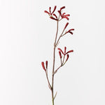 Kangaroo Paw Burgundy 77cm - Pure Apotheca