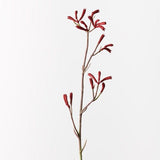 Kangaroo Paw Burgundy 77cm - Pure Apotheca
