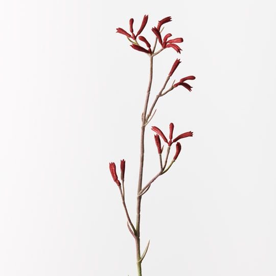 Kangaroo Paw Burgundy 77cm - Pure Apotheca