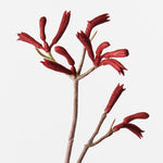 Kangaroo Paw Burgundy 77cm - Pure Apotheca