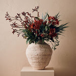 Kangaroo Paw Burgundy 77cm - Pure Apotheca