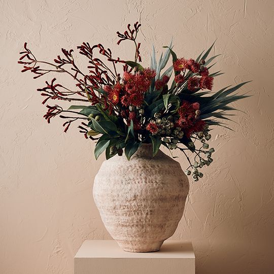 Kangaroo Paw Burgundy 77cm - Pure Apotheca