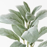 Lambs Ear Leaf Pick Grey Green 36cm - Pure Apotheca