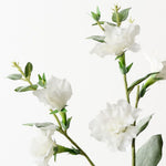 Lisianthus Spray White 76cm - Pure Apotheca