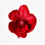 Luxe Velvet Clip On Magnolia Small Red - Pure Apotheca