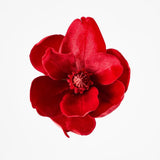 Luxe Velvet Clip On Magnolia Small Red - Pure Apotheca
