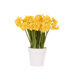 LUXE YELLOW JONQUIL POT - Pure Apotheca