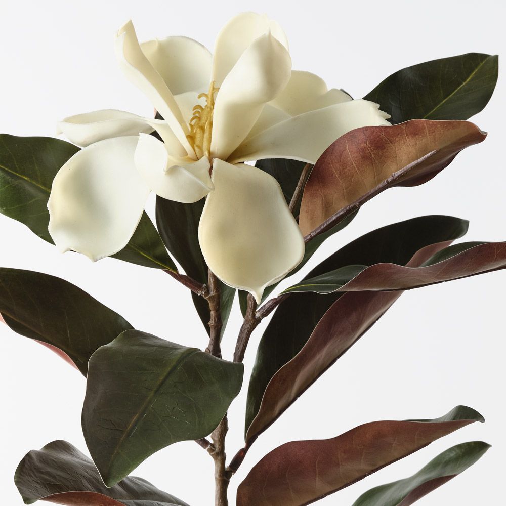 Magnolia Cream Green 87cm - Pure Apotheca
