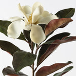 Magnolia Cream Green 87cm - Pure Apotheca