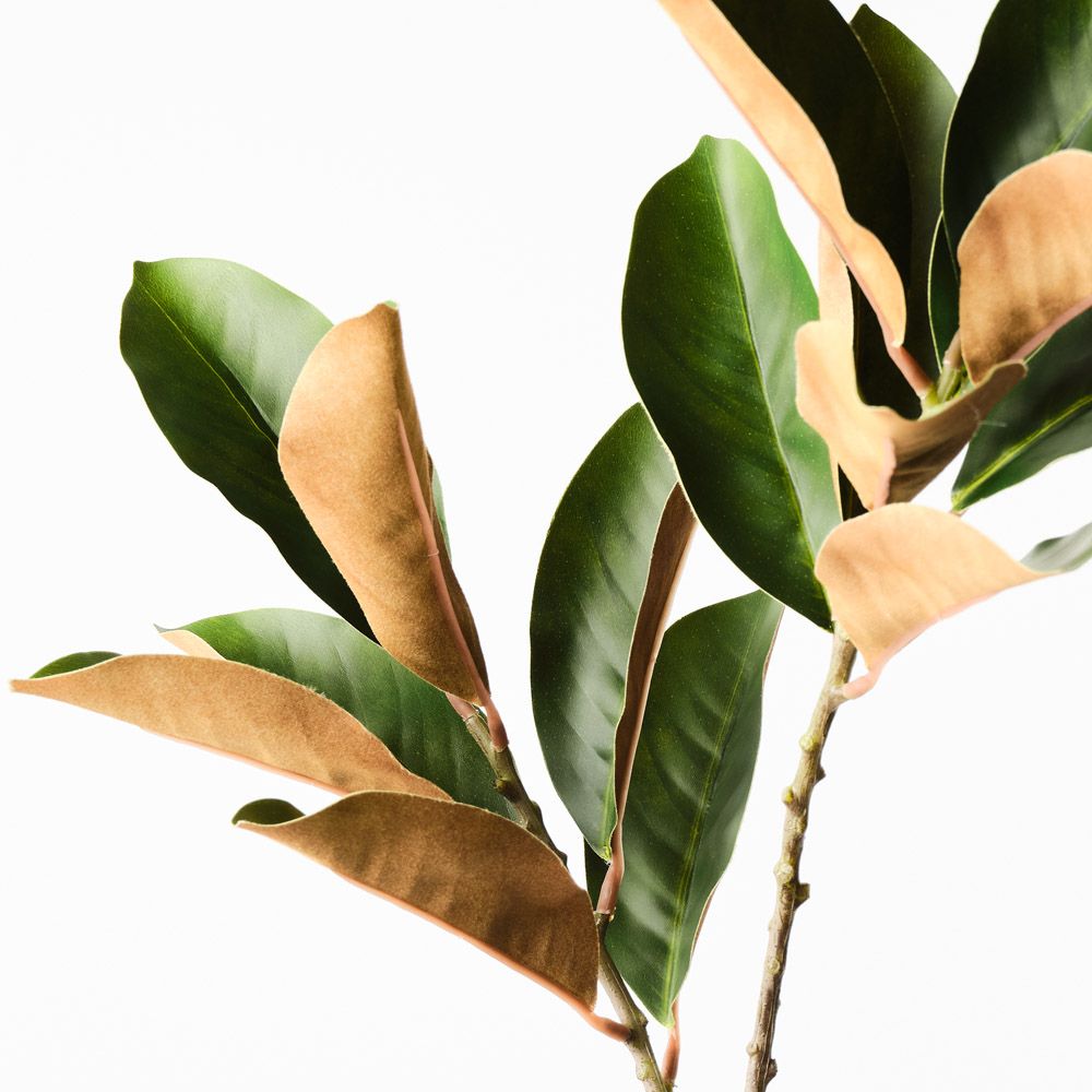 Magnolia Leaf Spray Green 70cm - Pure Apotheca