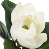 Magnolia White 68cm - Pure Apotheca