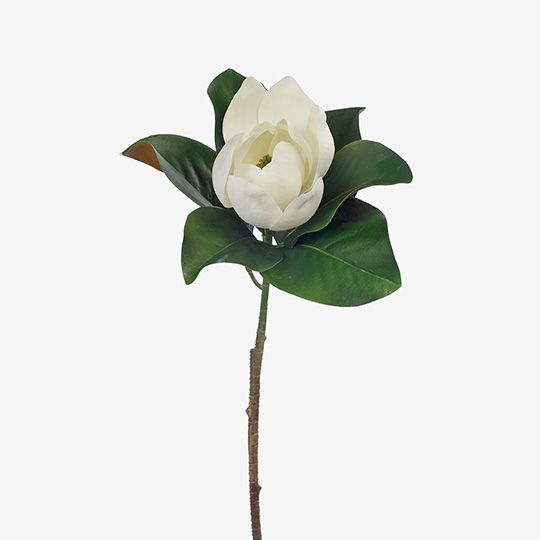 Magnolia White 68cm - Pure Apotheca