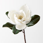 Magnolia White 73cm - Pure Apotheca