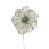 MINT PLATINUM RUFFLE POINSETTIA - Pure Apotheca