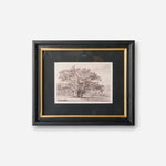 Oak Tree Pencil Wall Art - Pure Apotheca