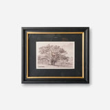 Oak Tree Pencil Wall Art - Pure Apotheca
