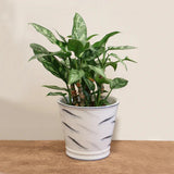 Oceania Planter 18cm - Pure Apotheca