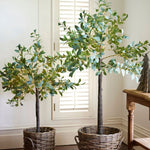 Olive Tree Light Up Dark Leaf Large - Pure Apotheca