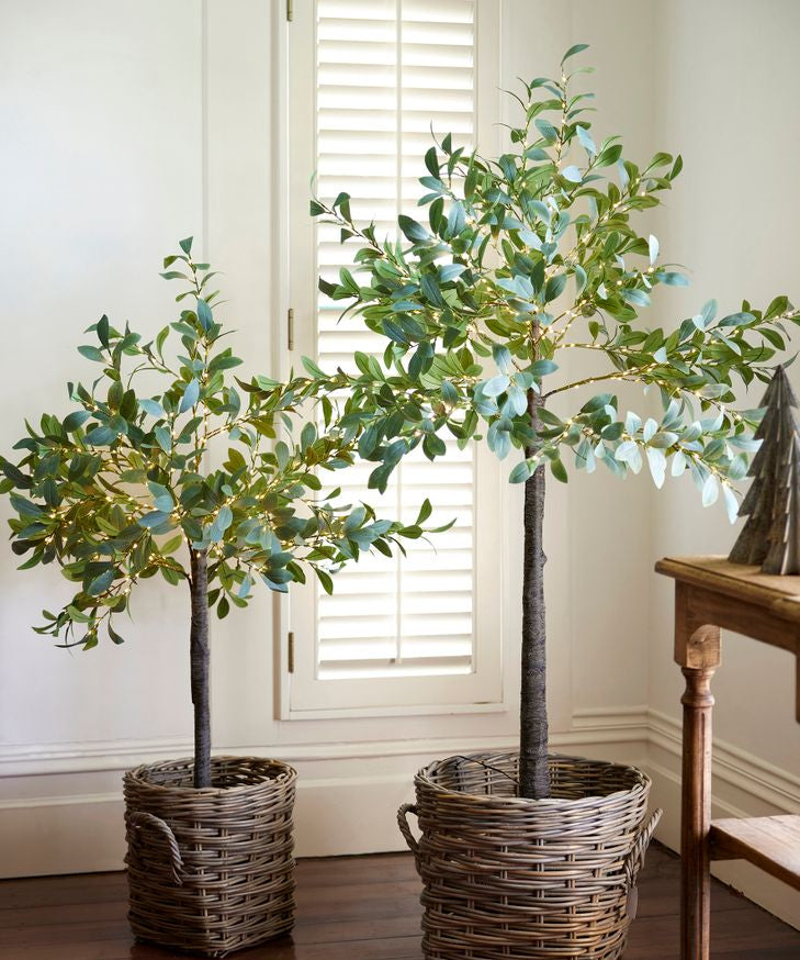 Olive Tree Light Up Dark Leaf Large - Pure Apotheca