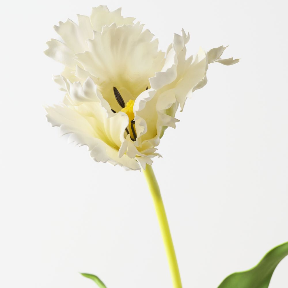 Parrot Tulip White 70cm - Pure Apotheca